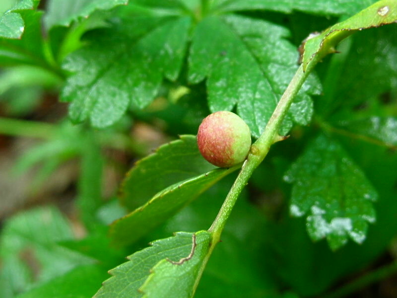 Galla: Diplolepis sp.